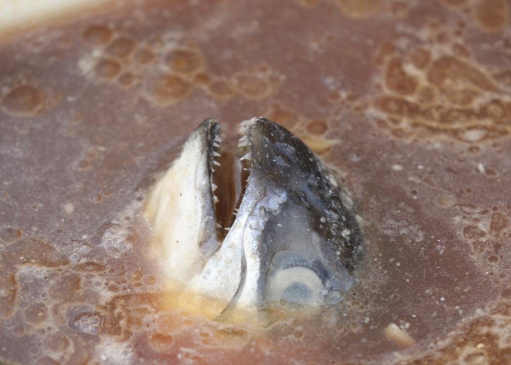 Shuna Point May 2023 photo #2