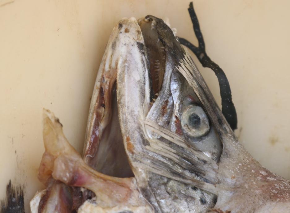 Shuna Point May 2023 photo #4