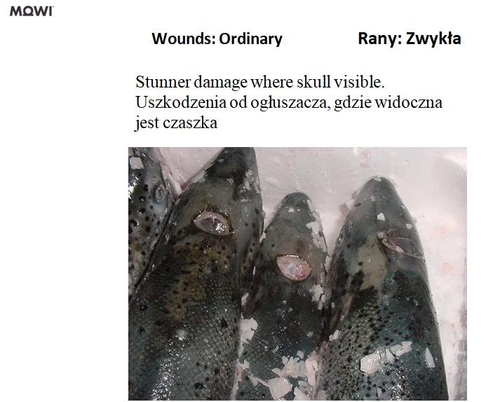 Photo #3 Wounds stunner damage skull visible Photo #3 Wounds stunner damage skull visible