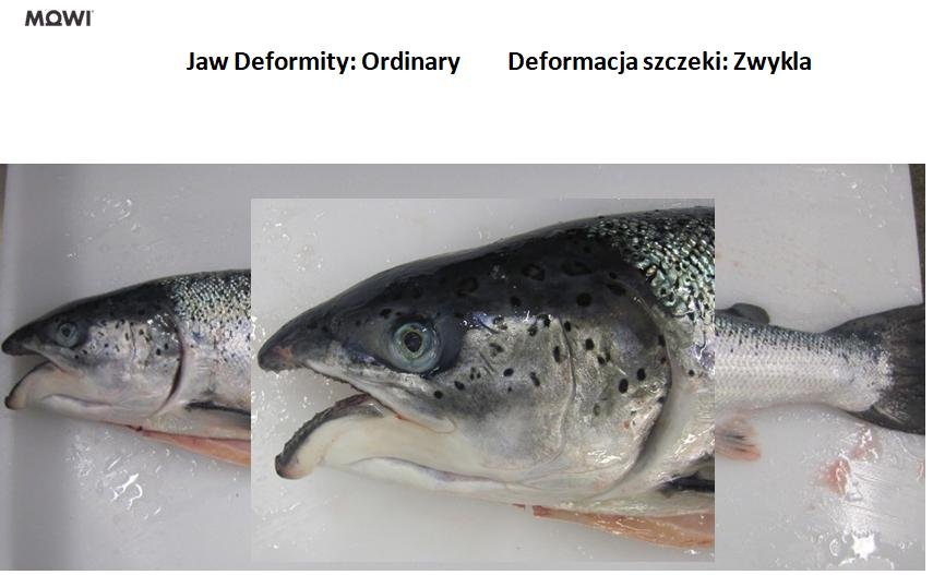 Photo #6 Jaw deformity ordinary Photo #6 Jaw deformity ordinary