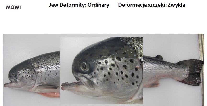 Photo #7 Jaw deformity ordinary Photo #7 Jaw deformity ordinary