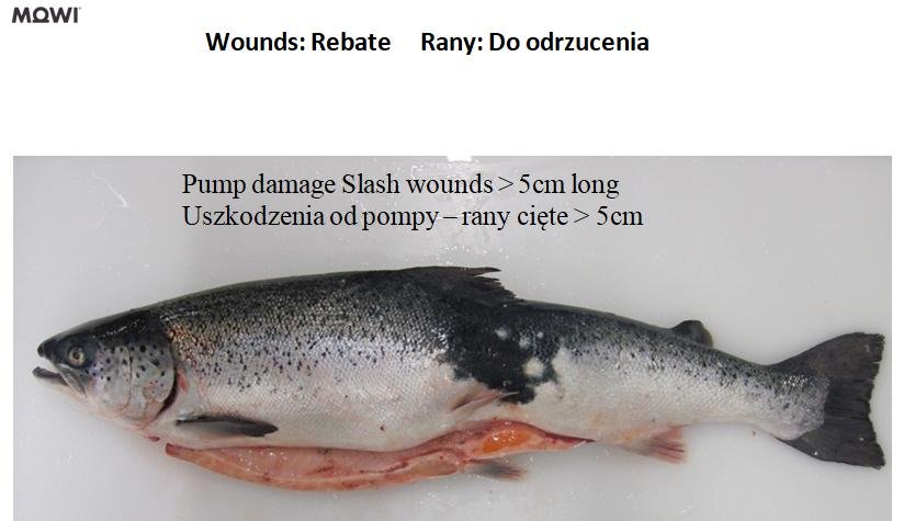 Photo #8 wounds pump damage slash Photo #8 wounds pump damage slash