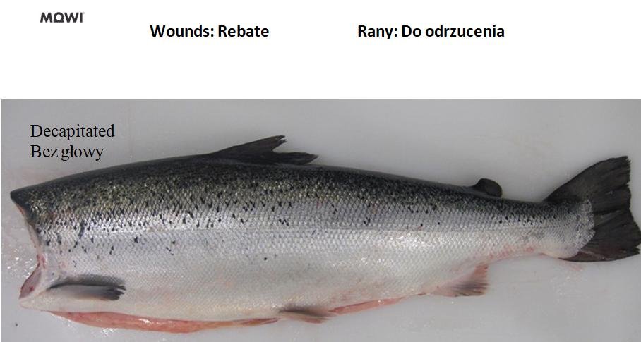 Photo #9 decapitated Photo #9 decapitated