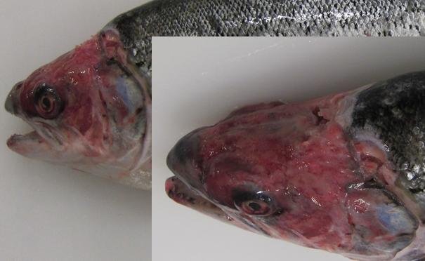 Photo #1 Sea Lice Damage Destroyed Fish close up Photo #1 Sea Lice Damage Destroyed Fish close up
