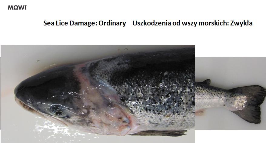 Photo #11 sea lice damage ordinary Photo #11 sea lice damage ordinary