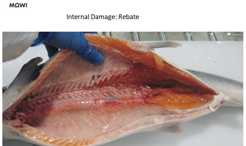 Photo #17 internal damage rebate Photo #17 internal damage rebate