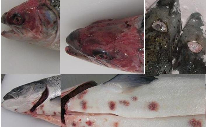 Photos collage Photos collage