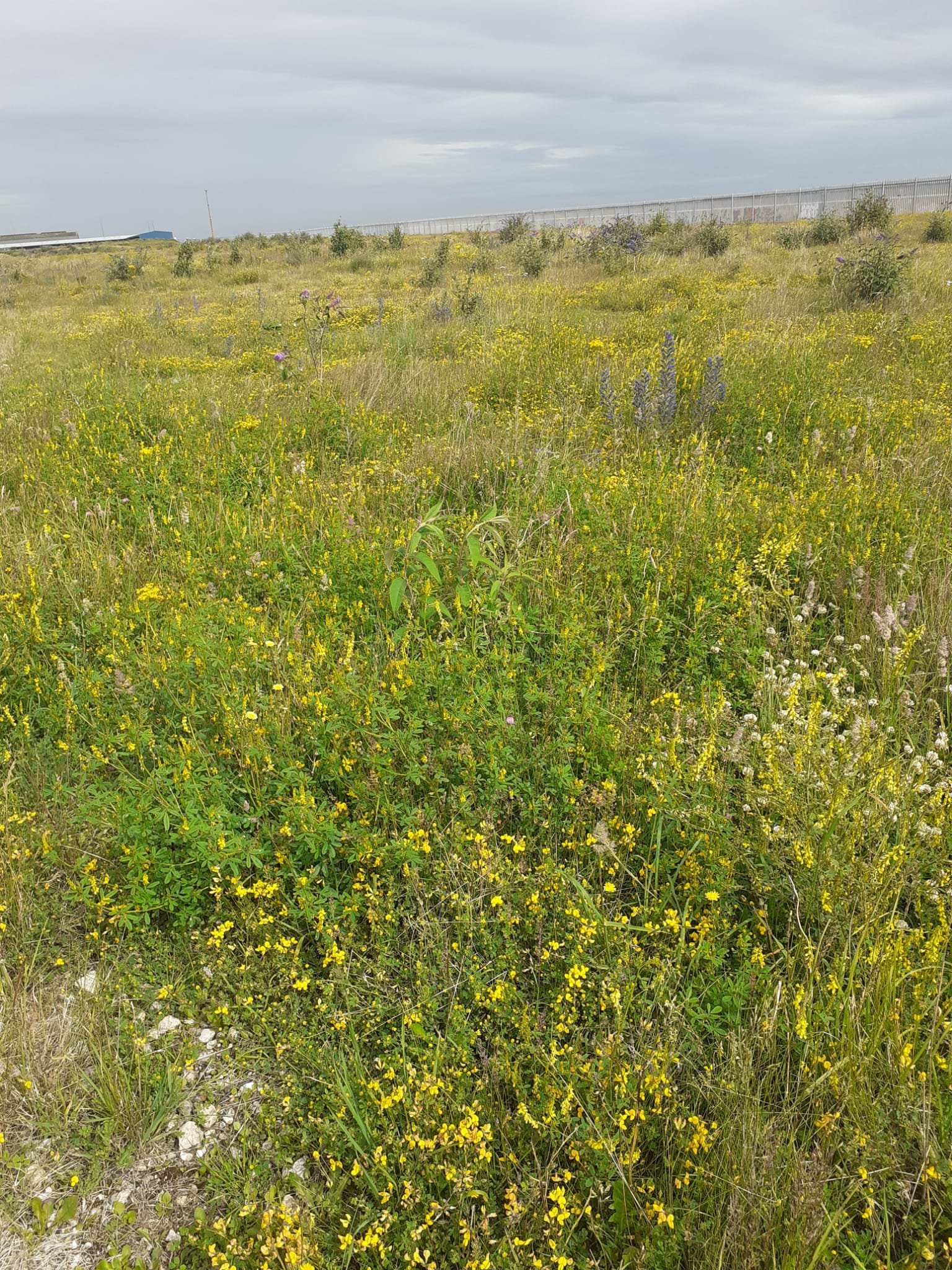 Grimsby photo #9 wild flowers looking to Cleethorpes Beach Grimsby photo #9 wild flowers looking to Cleethorpes Beach