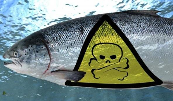 Toxic Salmon Toxic Salmon