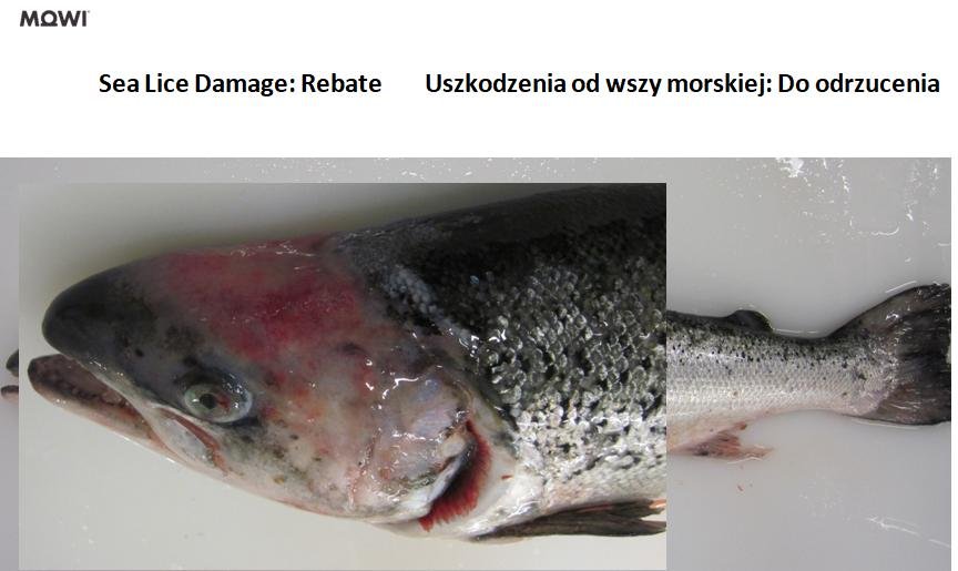 Photo #1 b Sea Lice Damage Rebate Photo #1 b Sea Lice Damage Rebate