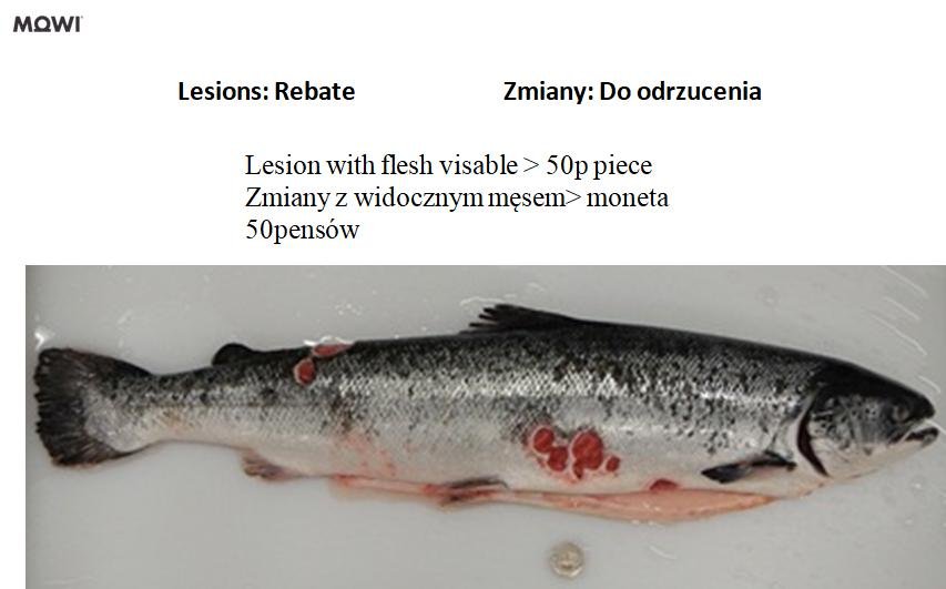 Photo #2 b Lesions with flesh Photo #2 b Lesions with flesh