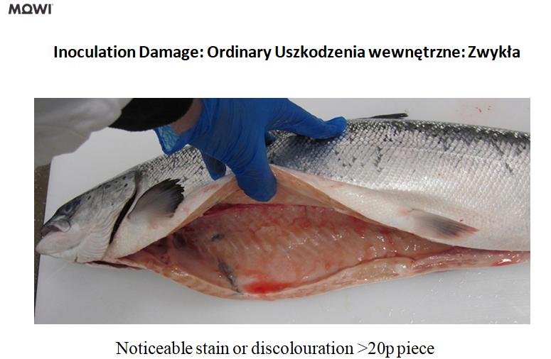 Photo #16 innoculation damage Photo #16 innoculation damage