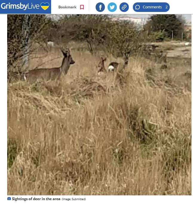 Grimsby Live 15 February 2023 #8 deer photo Grimsby Live 15 February 2023 #8 deer photo