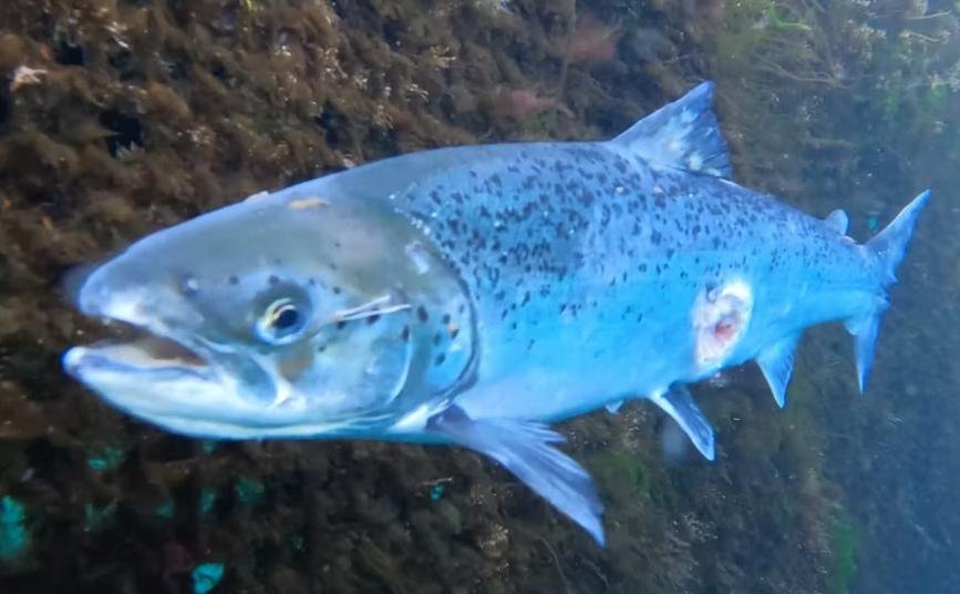 Shuna Point May 2023 photo #1