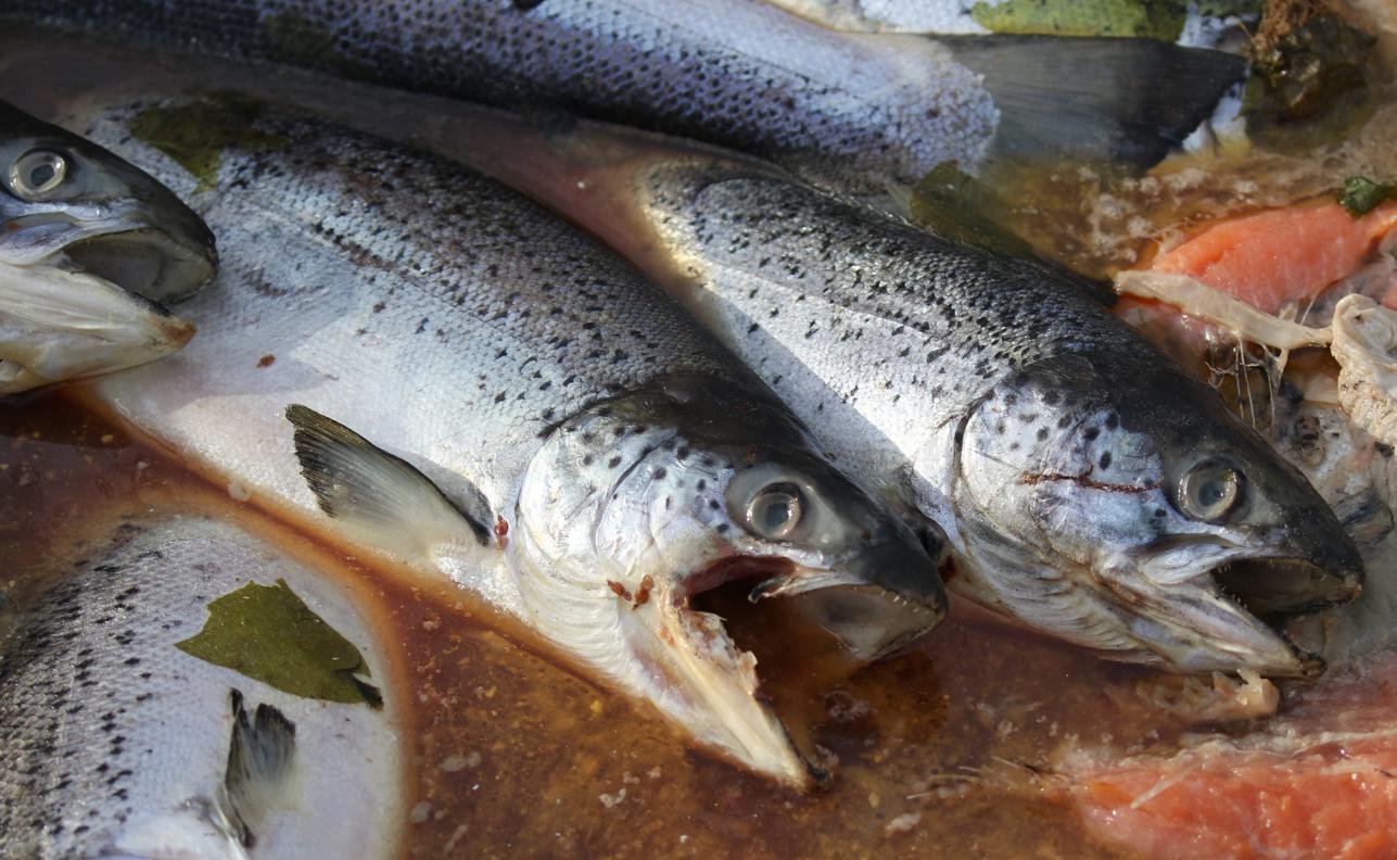 Shuna Point May 2023 photo #3