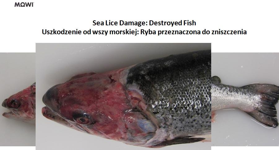 Photo #1 Sea Lice Damage Destroyed Fish Photo #1 Sea Lice Damage Destroyed Fish