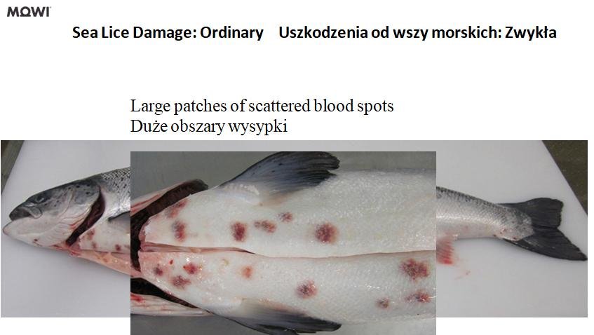 Photo #2 sea lice damage scattered blood spots Photo #2 sea lice damage scattered blood spots