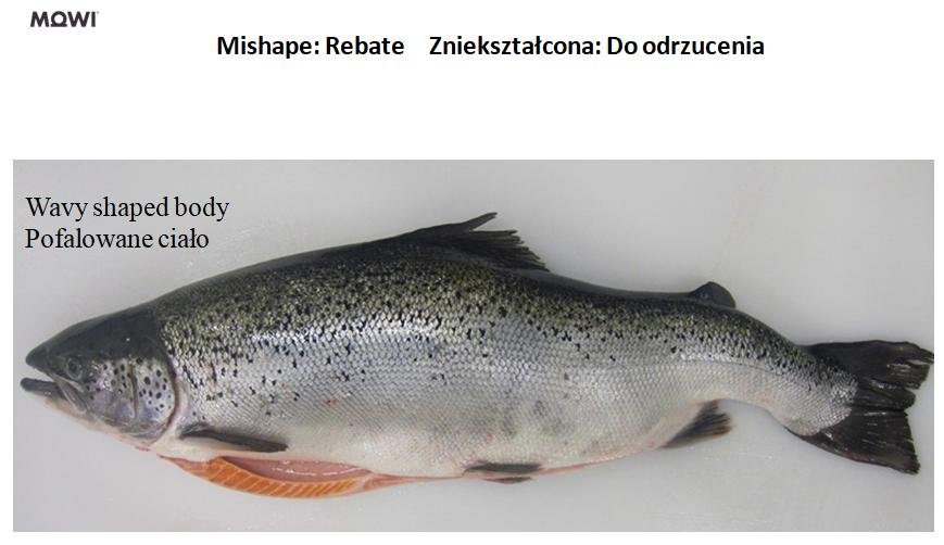 Photo #4 mishape wavy Photo #4 mishape wavy