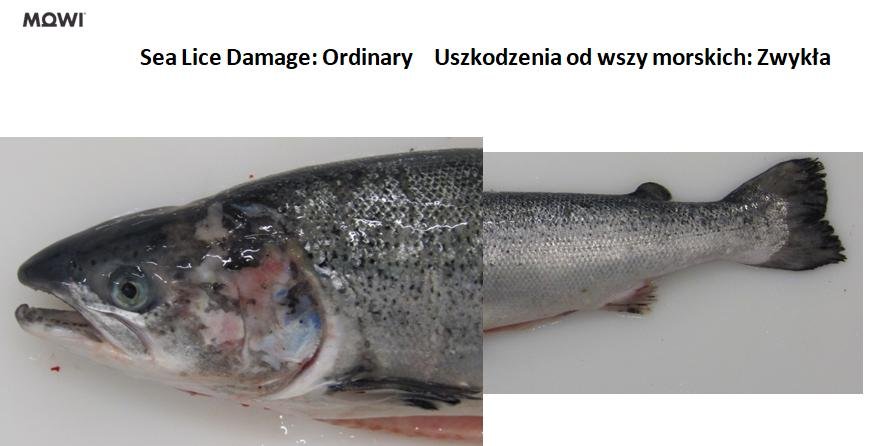 Photo #10 sea lice damage ordinary Photo #10 sea lice damage ordinary