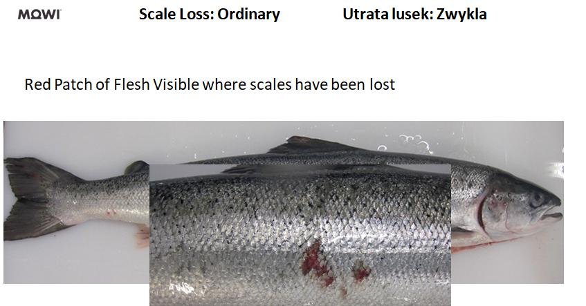 Photo #14 scale loss red patch of flesh visible Photo #14 scale loss red patch of flesh visible