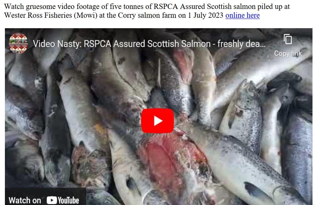 PR Welfare Abuse at RSPCA Assured Wester Ross Salmon 9 July 2023 #4