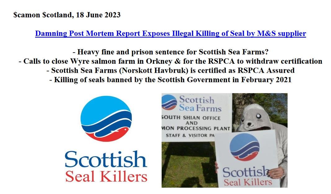 PR Damning Post Mortem Report Exposes Illegal Killing of Seals 18 June 2023 #1 PR Damning Post Mortem Report Exposes Illegal Killing of Seals 18 June 2023 #1