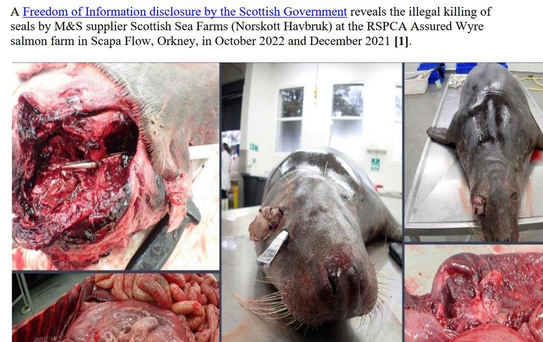 PR Damning Post Mortem Report Exposes Illegal Killing of Seals 18 June 2023 #2 PR Damning Post Mortem Report Exposes Illegal Killing of Seals 18 June 2023 #2