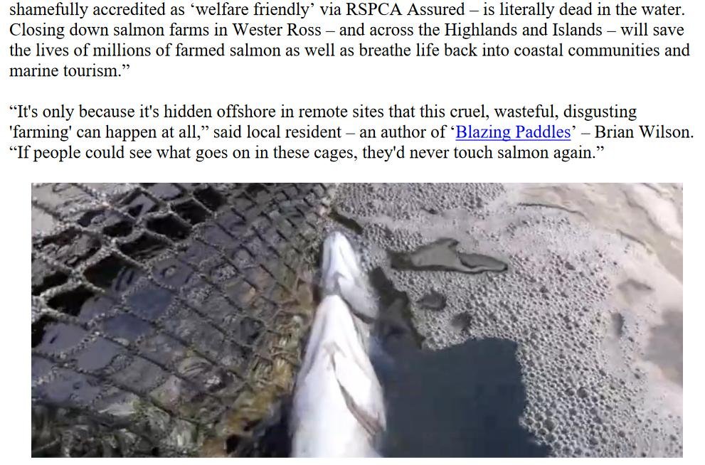 PR Welfare Abuse at RSPCA Assured Wester Ross Salmon 9 July 2023 #10