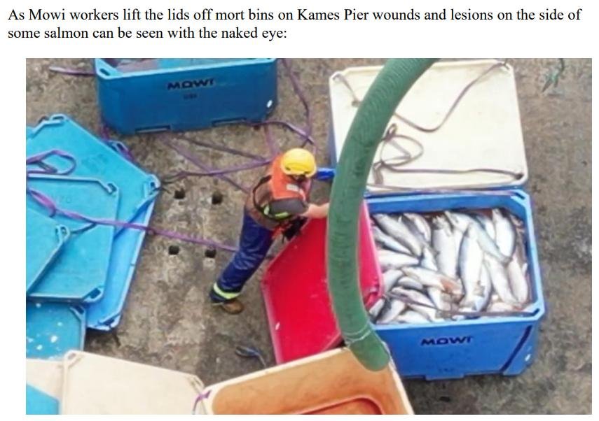 PR Video Nasty blows SG Vision for Aquaculture out of water 22 Aug 2023 #9