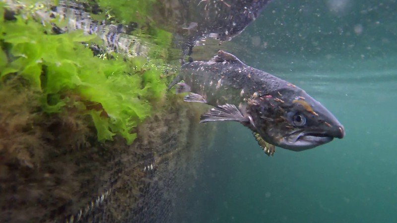 Torridon #4 Torridon #4