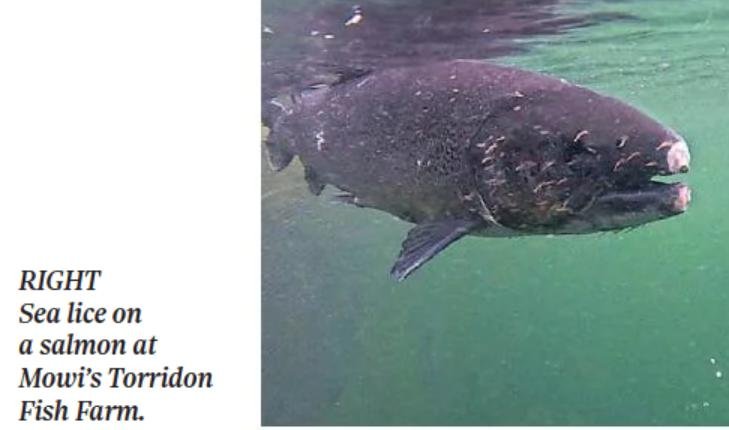 Observer 17 September 2023 newspaper version Mowi photo of Torridon Observer 17 September 2023 newspaper version Mowi photo of Torridon