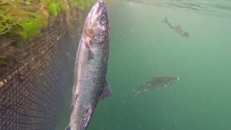 Torridon #5 Torridon #5