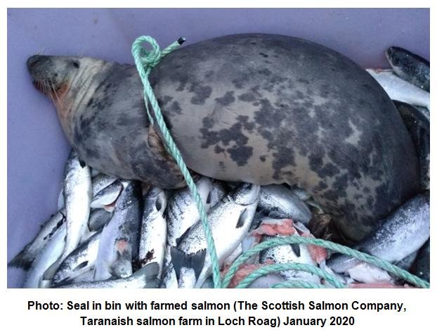 Photo #1 Taranaish seal in bin January 2020 Photo #1 Taranaish seal in bin January 2020