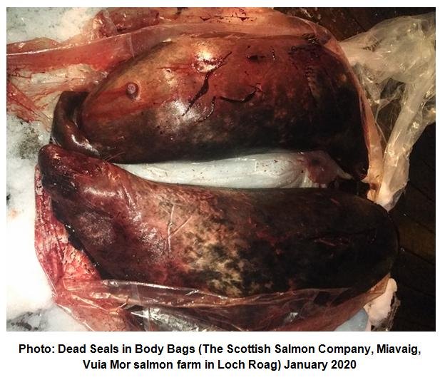 Photo #4 Dead seals in body bags Scottish Salmon Company Miavaig Vuia Mor January 2020 Photo #4 Dead seals in body bags Scottish Salmon Company Miavaig Vuia Mor January 2020