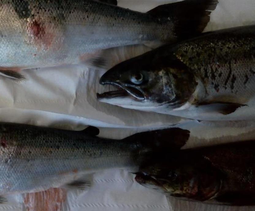 FHI Portree Sept 2023 #1 FHI Portree Sept 2023 #1