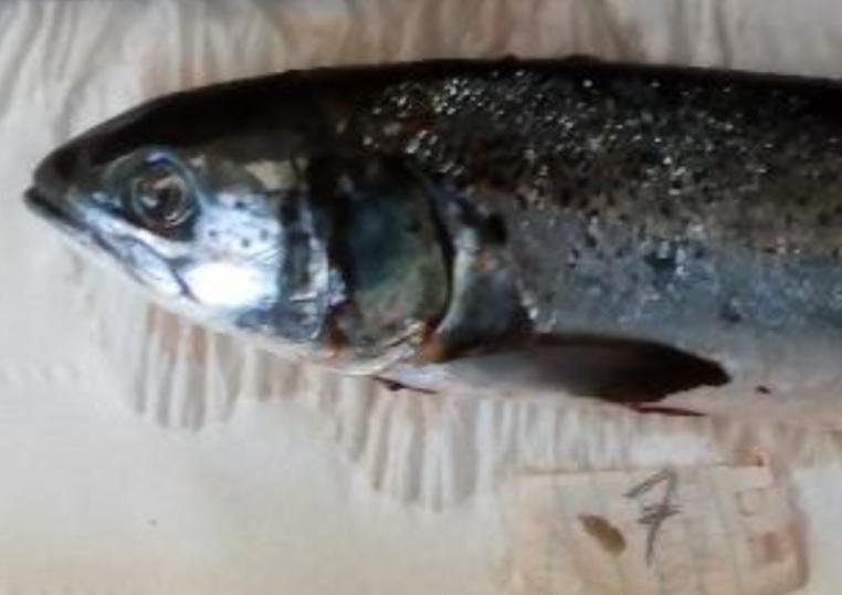 FHI Portree Sept 2023 #3 FHI Portree Sept 2023 #3