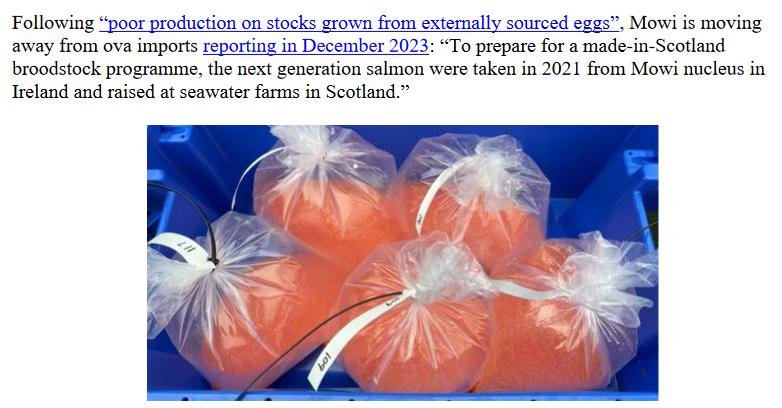 PR Game Ova for 'Scottish' Salmon 19 Feb 2024 #4