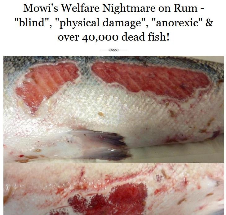 Rum welfare nightmare