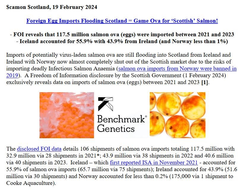 PR Game Ova for 'Scottish' Salmon 19 Feb 2024 #1